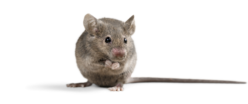 Gray mouse animal  on  background