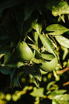 Green Oranges