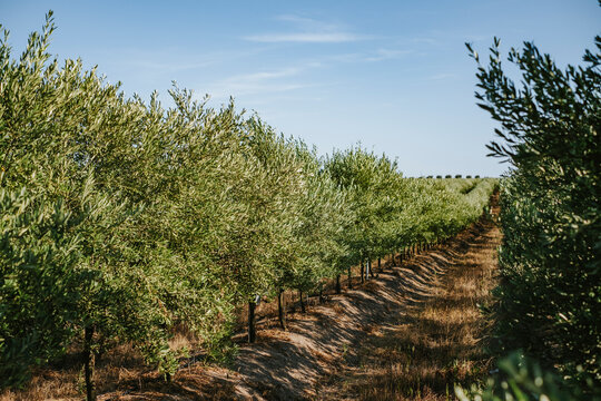 Olive grove in the wind