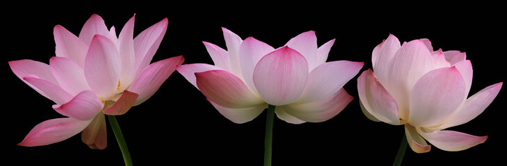 Blooming pink lotus flower or Nelumbo nucifera isolated on black background. Known as Indian lotus,...