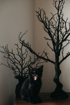 Cute Halloween black kitten.