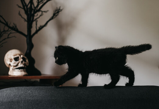 Cute Halloween black kitten.