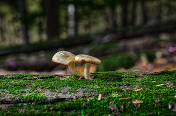 Fototapeta premium Two mushrooms in the forest at Cole Park in Upstate NY. A fallen log covered in moss has 2 mushrooms growing from it this Autumn.