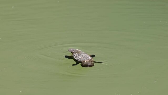 A Slow Motion Rear View Of A Platypus Floating Then Diving In The Broken River At Eungella National Park Of Queensland , Australia