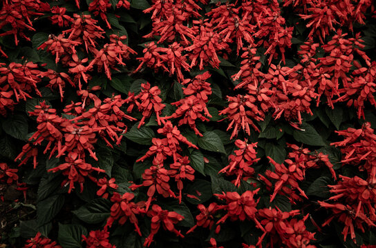 Red Blooming Flowers