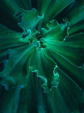 Echeveria 'Curly locks'