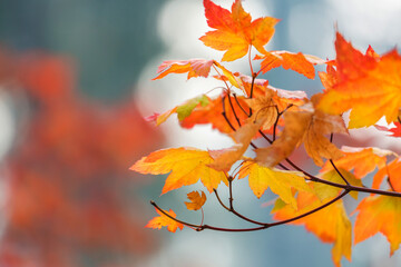 Autumn leaves