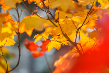 Autumn leaves