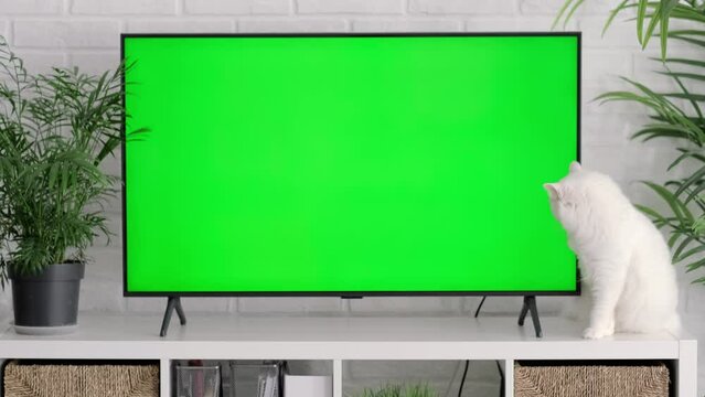 Fluffy white cat lying, sitting, walking, sleeping, relaxing near big TV with green screen at home, Advertising of goods for cats and kittens, Chroma key