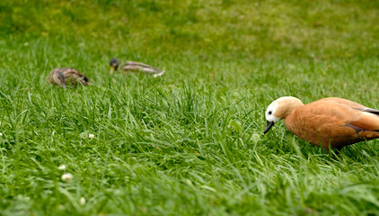 Wild ducks grazing in green grass. Waterfowls eating grass. Close up.