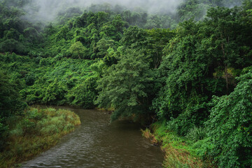 The river in the rainforest