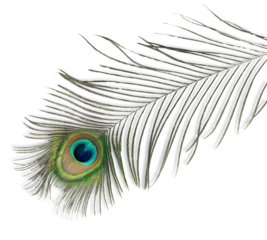 Rolgordijnen Natural Peacock feather isolated on white © BillionPhotos.com