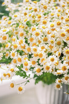 bouquet of chamomile in a white vase on a windowsill