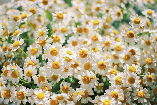 bouquet of chamomile