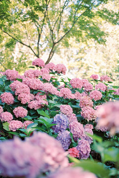 colorful hydrangea