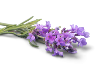 Lavender flowers isolated on white background