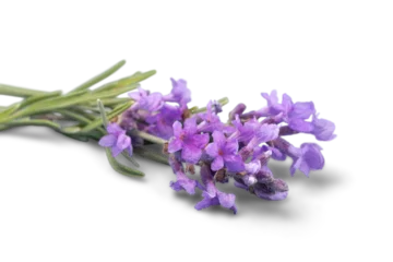 Rolgordijnen Lavender flowers isolated on white background © BillionPhotos.com