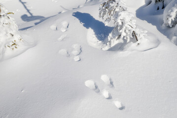 八ヶ岳の景色　坪庭の雪原に残るノウサギの足跡 © PICCOLOGEOGRAPHIC