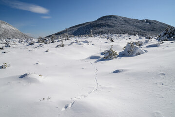 Fototapeta na wymiar 八ヶ岳の景色　テンの足跡の残る雪原の先に縞枯山