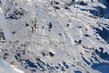 八ヶ岳の景色　青空の下、雪を纏った針葉樹の枝