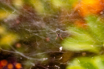 Araña dentro de su tela de araña.