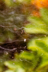 Araña dentro de su tela de araña.