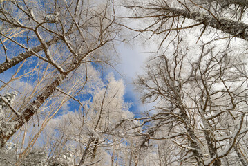 八ヶ岳の景色　八ヶ岳ブルーの空の下、霧氷の針葉樹林　蓼科山