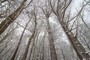 Fototapeta premium 八ヶ岳の景色 八ヶ岳ブルーの空の下、霧氷の針葉樹林 蓼科山