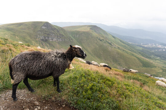 Herd of sheep on green mountain peak