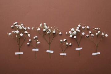 Twigs of white gypsophila plant on brown background. Space for text