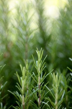 Rosemary herb shoot 