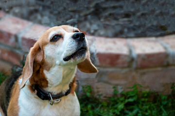 Strong purebred beagle dog.Reflection in the eye