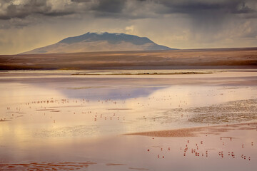 Obraz premium Chilean flamingos and Laguna Colorada, Red Lagoon, in Altiplano of Bolivia