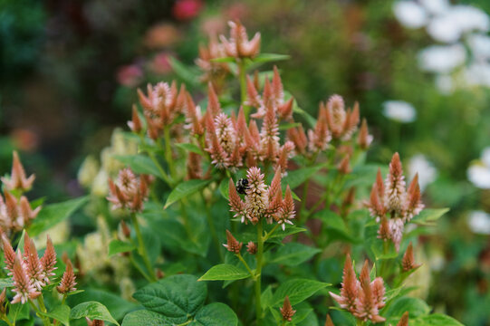 A bee sitting on an flower