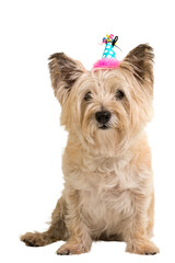Isolated adorable cairn terrier dog with a birthday hat