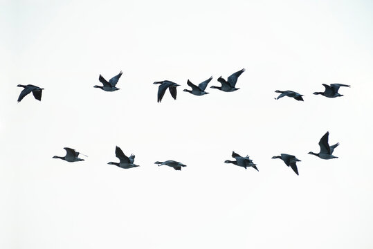 A group of ducks flying gracefully