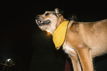 Dog at night
