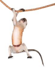 Foto op Canvas Little cute monkey hanging on rope isolated on white background © BillionPhotos.com