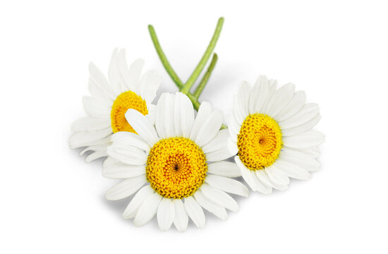 White chamomile flowers  isolated on white
