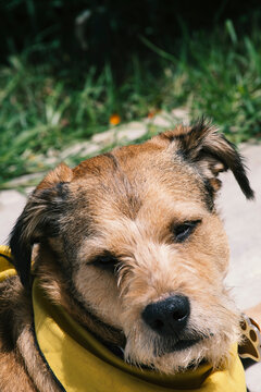 Dog taking the sun