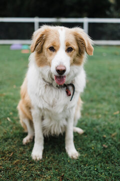 Red and white border collie