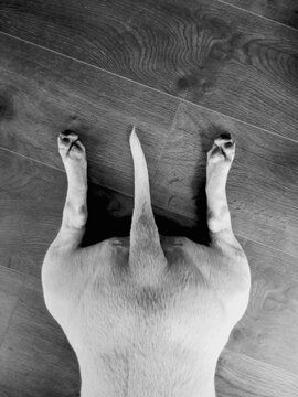 Cute bull terrier with just its bottom and tail on the ground.