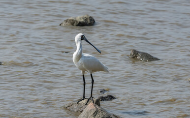 Black-faced Spoonbill at waterland in shenzhen,china