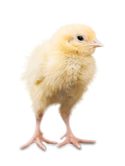 Obraz premium Cute little chicken isolated on white