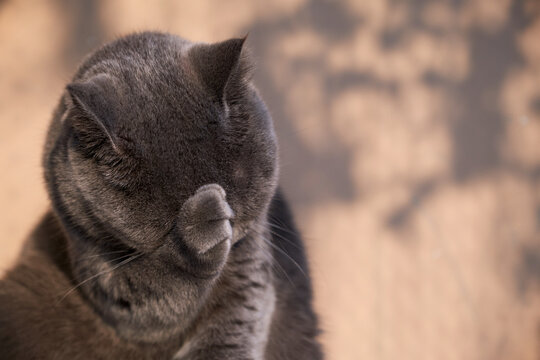 Closeup of beautiful blue cat 