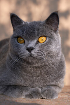 Closeup of beautiful blue cat 