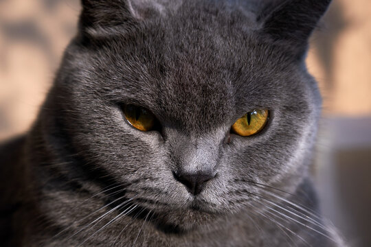 Closeup of beautiful blue cat 