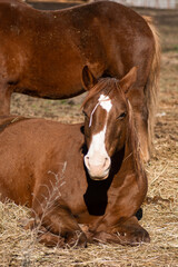 brown horse laying next to another standing horse.