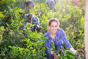 Female farmer collect harvest bell peppers on the farm plantation