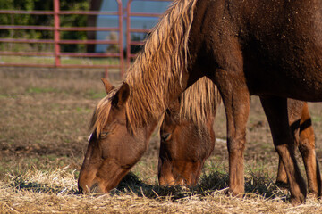 two brown horses grazing in a field